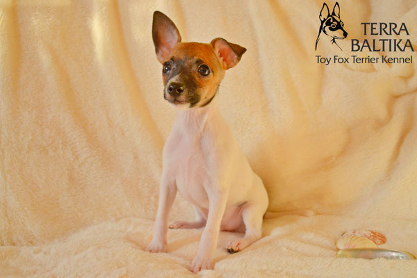 #тойфокстерьер #амертой #террабалтика #toyfoxterrier #terrabaltika #puppies #kennel