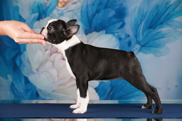 бостон терьер, бостонский терьер, boston terrier, бостон, щенки бостона, питомник бостонов