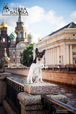 #тойфокстерьер #амертой #террабалтика #toyfoxterrier #terrabaltika #puppies #kennel