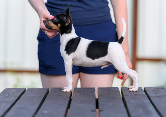 #тойфокстерьер #амертой #террабалтика #toyfoxterrier #terrabaltika #puppies #kennel