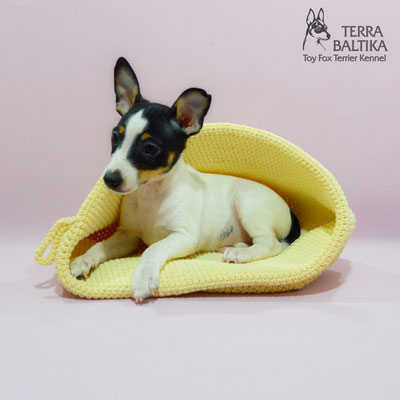 #тойфокстерьер #амертой #террабалтика #toyfoxterrier #terrabaltika #puppies #kennel