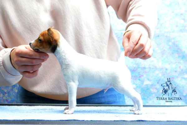 Той-фокстерьер, той-фокс, американский той-фокстерьер, Toy Fox Terrier, Terra Baltika, Терра Балтика, питомник той-фокстерьеров, щенки той-фокстерьера