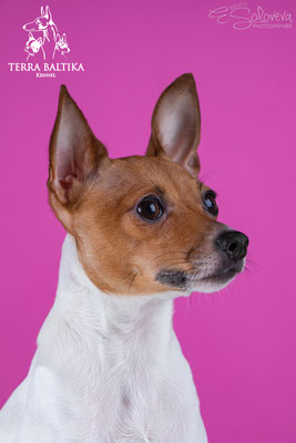 той-фокстерьер, амертой, терра балтика, toy fox terrier, terra baltika, puppies, kennel, маленькая собака, мини-порода, маленькая порода собак, собачка на маленьких ножках, американский той-фокстерьер, той-фокс, american toy foxterrier