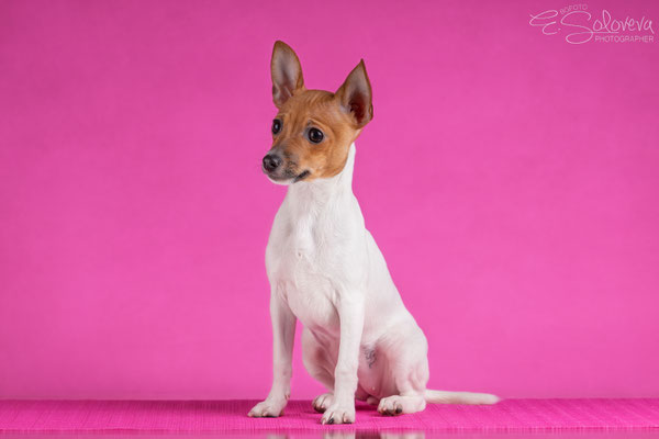 той-фокстерьер, амертой, терра балтика, toy fox terrier, terra baltika, puppies, kennel, маленькая собака, мини-порода, маленькая порода собак, собачка на маленьких ножках, американский той-фокстерьер, той-фокс, american toy foxterrier