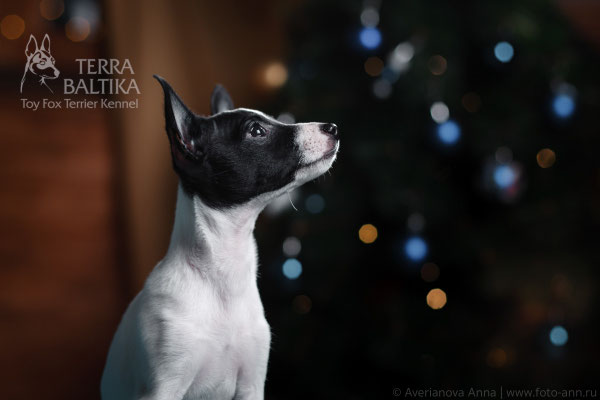 Той-фокстерьер Mirro's TerraBaltika Dori Prada, на фото 2,5 месяца