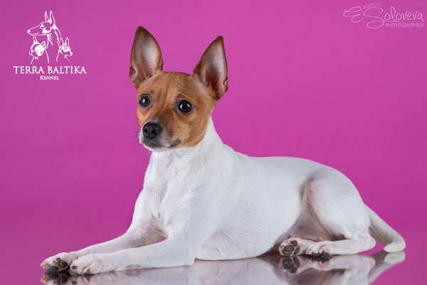той-фокстерьер, амертой, терра балтика, toy fox terrier, terra baltika, puppies, kennel, маленькая собака, мини-порода, маленькая порода собак, собачка на маленьких ножках, американский той-фокстерьер, той-фокс, american toy foxterrier