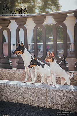 #тойфокстерьер #амертой #террабалтика #toyfoxterrier #terrabaltika #puppies #kennel
