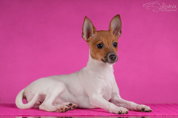 той-фокстерьер, амертой, терра балтика, toy fox terrier, terra baltika, puppies, kennel, маленькая собака, мини-порода, маленькая порода собак, собачка на маленьких ножках, американский той-фокстерьер, той-фокс, american toy foxterrier