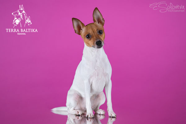 той-фокстерьер, амертой, терра балтика, toy fox terrier, terra baltika, puppies, kennel, маленькая собака, мини-порода, маленькая порода собак, собачка на маленьких ножках, американский той-фокстерьер, той-фокс, american toy foxterrier