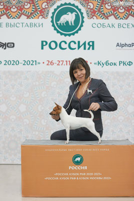 Той-фокстерьеры питомника Терра Балтика