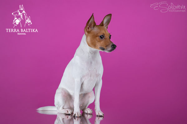 той-фокстерьер, амертой, терра балтика, toy fox terrier, terra baltika, puppies, kennel, маленькая собака, мини-порода, маленькая порода собак, собачка на маленьких ножках, американский той-фокстерьер, той-фокс, american toy foxterrier