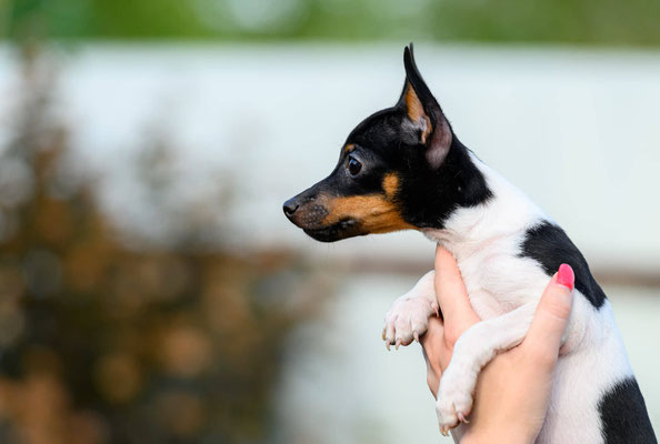 #тойфокстерьер #амертой #террабалтика #toyfoxterrier #terrabaltika #puppies #kennel