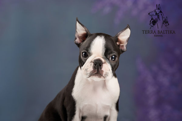 бостон терьер, бостонский терьер, бостон, питомник бостонов, щенки бостон терьера, щенки бостона, терра балтика, terra baltika, boston terrier, boston terrier puppies