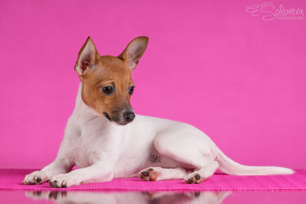 той-фокстерьер, амертой, терра балтика, toy fox terrier, terra baltika, puppies, kennel, маленькая собака, мини-порода, маленькая порода собак, собачка на маленьких ножках, американский той-фокстерьер, той-фокс, american toy foxterrier