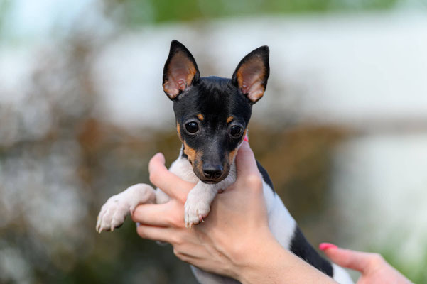 #тойфокстерьер #амертой #террабалтика #toyfoxterrier #terrabaltika #puppies #kennel