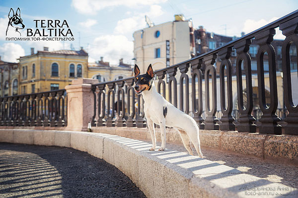 #тойфокстерьер #амертой #террабалтика #toyfoxterrier #terrabaltika #puppies #kennel