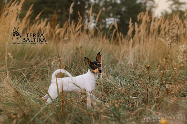 Той-фокстерьер Ласковый Лучик Женская Интуиция (Тина), на фото щенку 6 мес.
