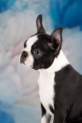 бостон терьер, бостонский терьер, boston terrier, бостон, щенки бостона, питомник бостонов