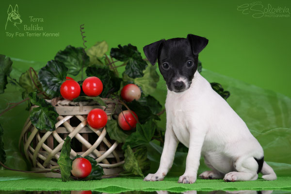 #тойфокстерьер #амертой #террабалтика #toyfoxterrier #terrabaltika #puppies #kennel #маленькаясобака #минипорода #маленькаяпородасобак #собачканамаленькихножках #американскийтойфокстерьер #тойфокс #americantoyfoxterrier