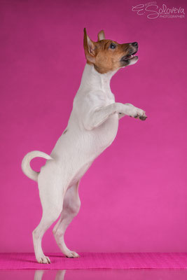 той-фокстерьер, амертой, терра балтика, toy fox terrier, terra baltika, puppies, kennel, маленькая собака, мини-порода, маленькая порода собак, собачка на маленьких ножках, американский той-фокстерьер, той-фокс, american toy foxterrier