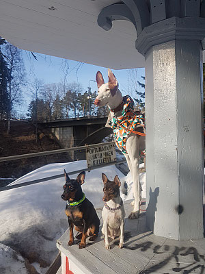 #тойфокстерьер #амертой #террабалтика #toyfoxterrier #terrabaltika #puppies #kennel
