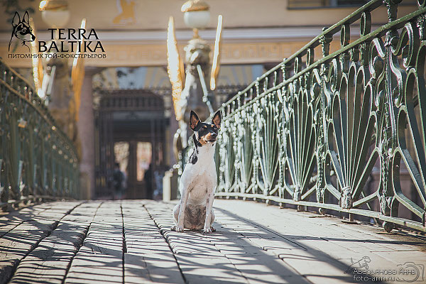 #тойфокстерьер #амертой #террабалтика #toyfoxterrier #terrabaltika #puppies #kennel