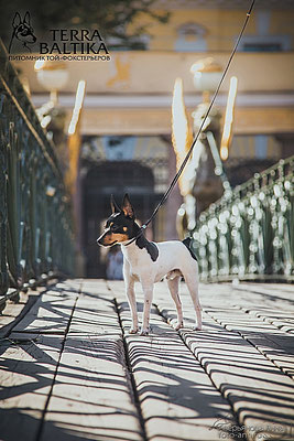 #тойфокстерьер #амертой #террабалтика #toyfoxterrier #terrabaltika #puppies #kennel