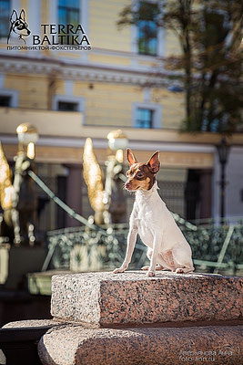 #тойфокстерьер #амертой #террабалтика #toyfoxterrier #terrabaltika #puppies #kennel
