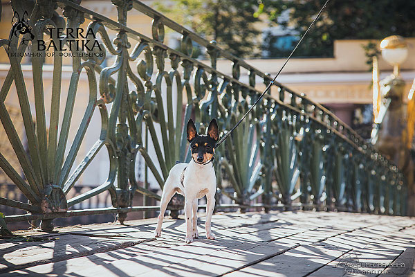 #тойфокстерьер #амертой #террабалтика #toyfoxterrier #terrabaltika #puppies #kennel