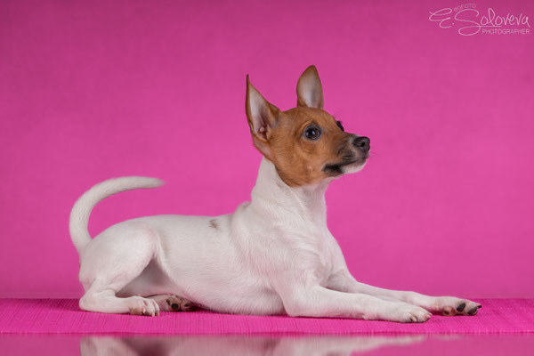 той-фокстерьер, амертой, терра балтика, toy fox terrier, terra baltika, puppies, kennel, маленькая собака, мини-порода, маленькая порода собак, собачка на маленьких ножках, американский той-фокстерьер, той-фокс, american toy foxterrier