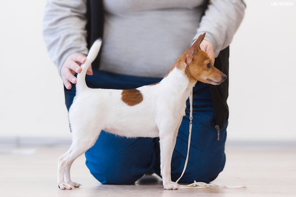 #тойфокстерьер #амертой #террабалтика #toyfoxterrier #terrabaltika #puppies #kennel