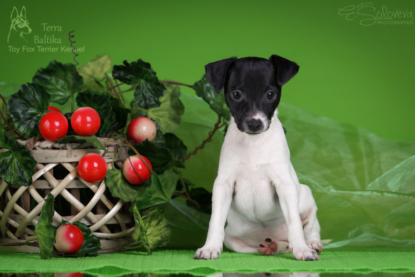 #тойфокстерьер #амертой #террабалтика #toyfoxterrier #terrabaltika #puppies #kennel #маленькаясобака #минипорода #маленькаяпородасобак #собачканамаленькихножках #американскийтойфокстерьер #тойфокс #americantoyfoxterrier