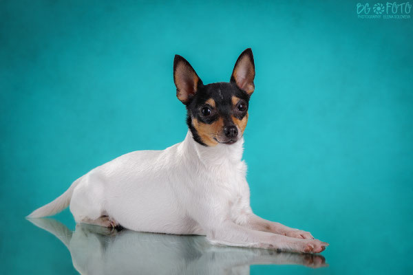Той-фокстерьеры питомника Терра Балтика