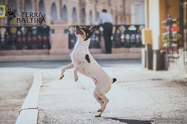 #тойфокстерьер #амертой #террабалтика #toyfoxterrier #terrabaltika #puppies #kennel