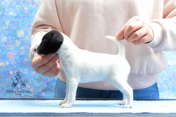 Той-фокстерьер, той-фокс, американский той-фокстерьер, Toy Fox Terrier, Terra Baltika, Терра Балтика, питомник той-фокстерьеров, щенки той-фокстерьера