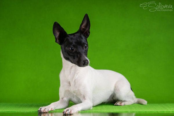 #тойфокстерьер #амертой #террабалтика #toyfoxterrier #terrabaltika #puppies #kennel #маленькаясобака #минипорода #маленькаяпородасобак #собачканамаленькихножках #американскийтойфокстерьер #тойфокс #americantoyfoxterrier