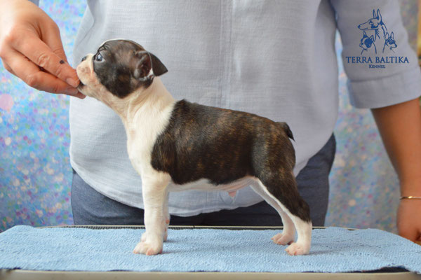 бостон терьер, бостонский терьер, boston terrier, бостон, щенки бостона, питомник бостонов