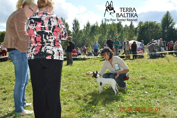 Той-фокстерьеры питомника "Terra Baltika" на выставках