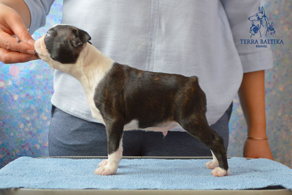бостон терьер, бостонский терьер, boston terrier, бостон, щенки бостона, питомник бостонов