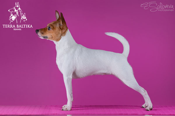 той-фокстерьер, амертой, терра балтика, toy fox terrier, terra baltika, puppies, kennel, маленькая собака, мини-порода, маленькая порода собак, собачка на маленьких ножках, американский той-фокстерьер, той-фокс, american toy foxterrier