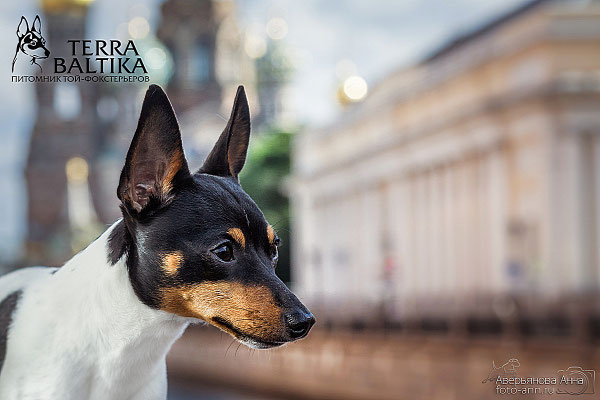 #тойфокстерьер #амертой #террабалтика #toyfoxterrier #terrabaltika #puppies #kennel