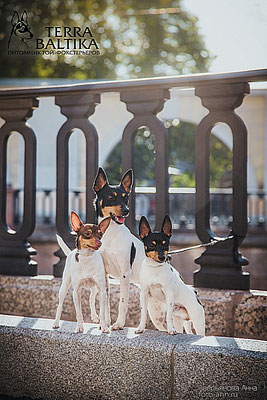 #тойфокстерьер #амертой #террабалтика #toyfoxterrier #terrabaltika #puppies #kennel