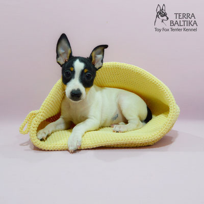 #тойфокстерьер #амертой #террабалтика #toyfoxterrier #terrabaltika #puppies #kennel
