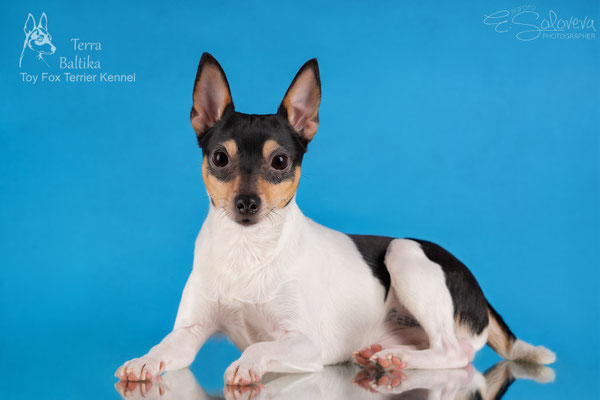 #тойфокстерьер #амертой #террабалтика #toyfoxterrier #terrabaltika #puppies #kennel