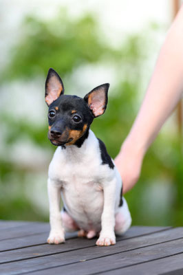 #тойфокстерьер #амертой #террабалтика #toyfoxterrier #terrabaltika #puppies #kennel