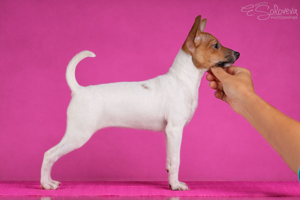 той-фокстерьер, амертой, терра балтика, toy fox terrier, terra baltika, puppies, kennel, маленькая собака, мини-порода, маленькая порода собак, собачка на маленьких ножках, американский той-фокстерьер, той-фокс, american toy foxterrier