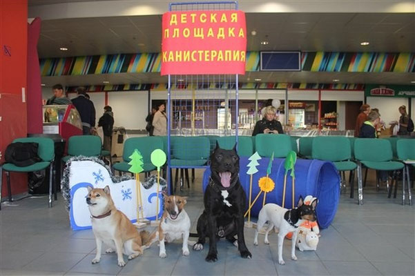 канис-терапия, канистерапия, анималотерапия, собаки для жизни, собака-помощник, собака-терапевт, той-фокстерьер, той-фокстерьер питомник, той-фокстерьер купить