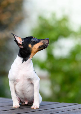 #тойфокстерьер #амертой #террабалтика #toyfoxterrier #terrabaltika #puppies #kennel