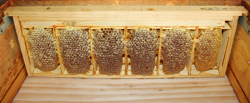 Cadres de miel dans la hausse