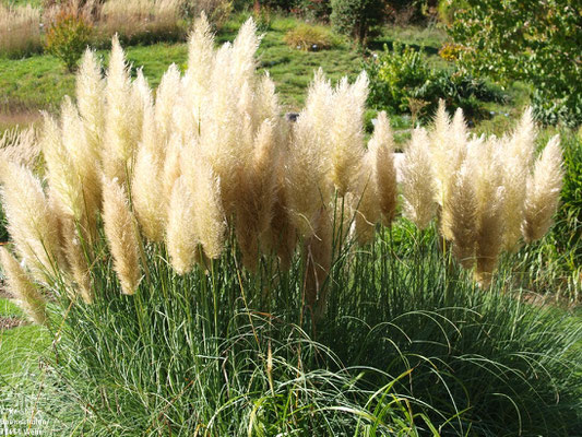 Pampasgras (Cortaderia selloana)